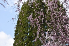 甲山ふれあいの里　３