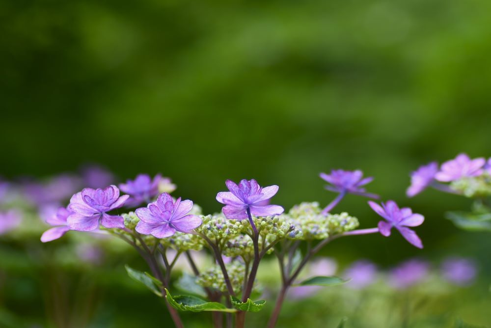 紫陽花　５