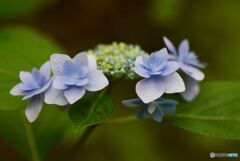三景園の紫陽花３