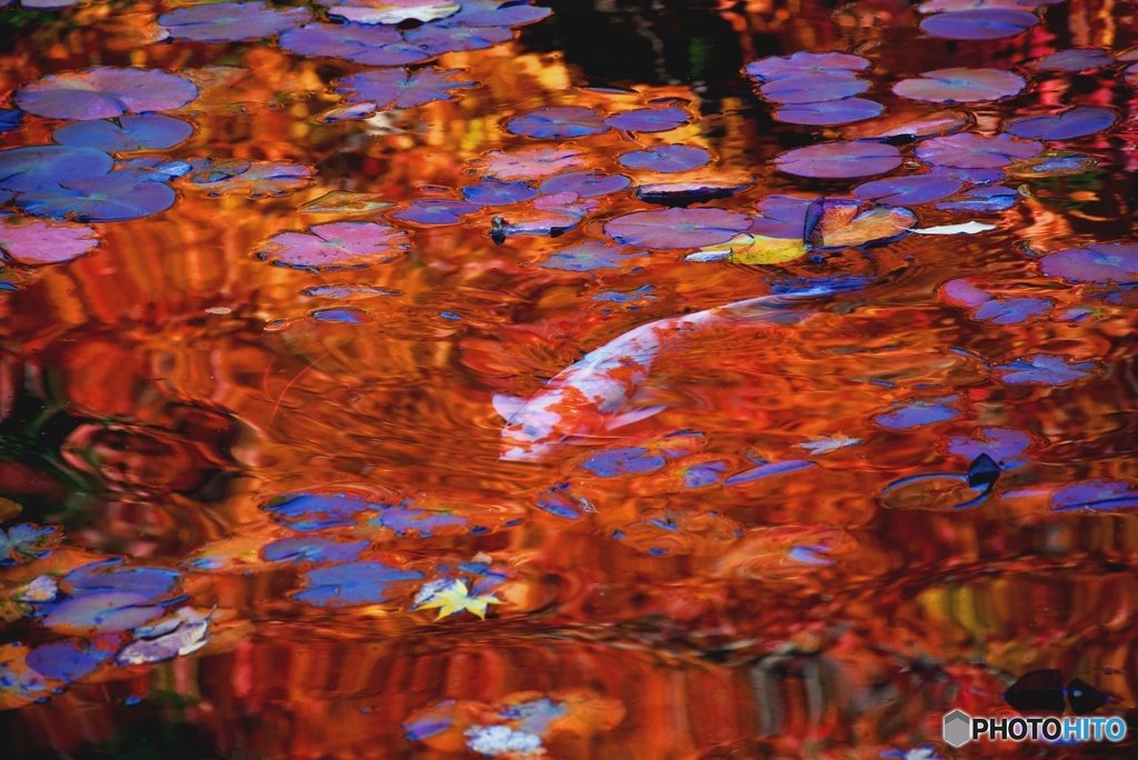 池の鯉