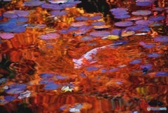 池の鯉