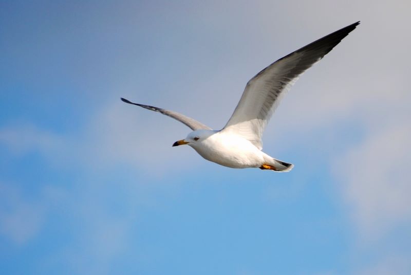 大空を自由に　２
