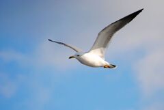 大空を自由に　２