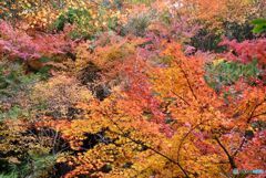 三景園の紅葉　１４