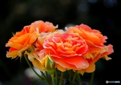 バラ・薔薇　１１