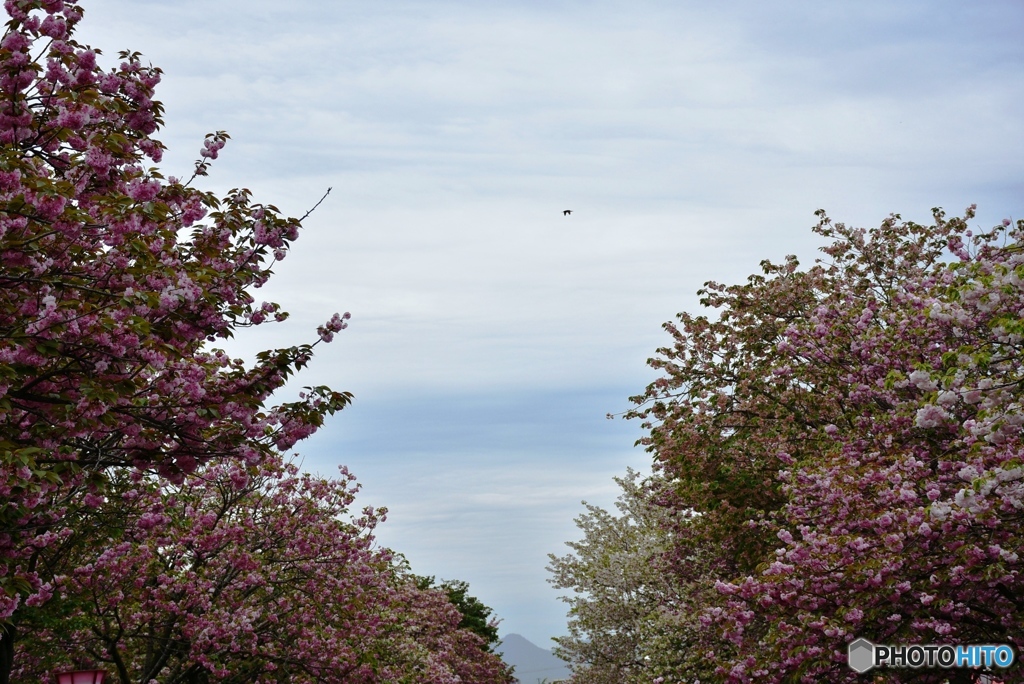 花のまわりみち　１０