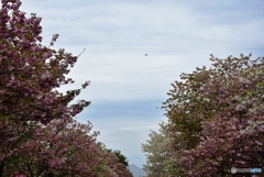 花のまわりみち　１０