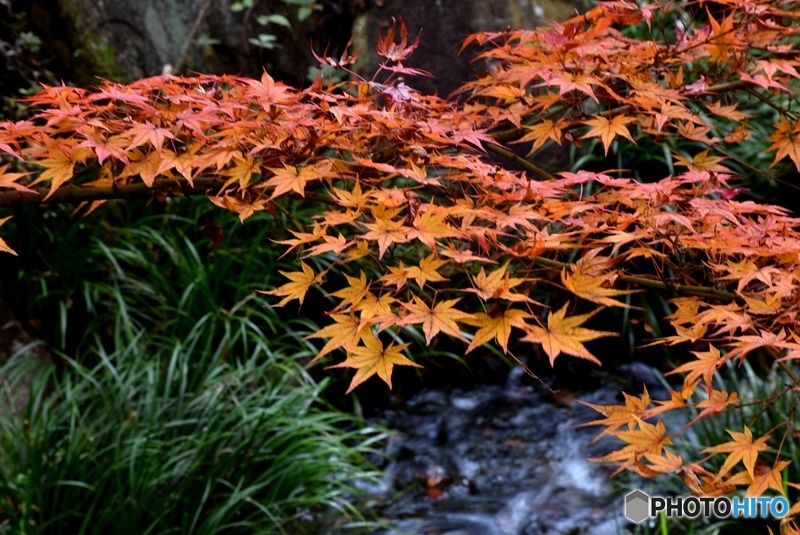 三景園の紅葉　１６