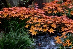 三景園の紅葉　１６