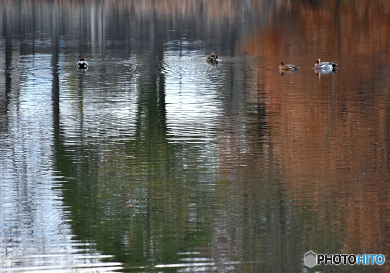 カモが泳ぐ池　４