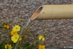 西条酒まつり４