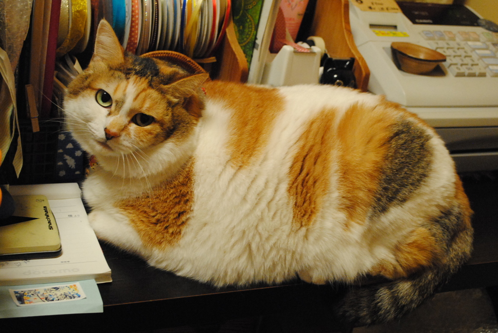 看板猫のハルちゃん