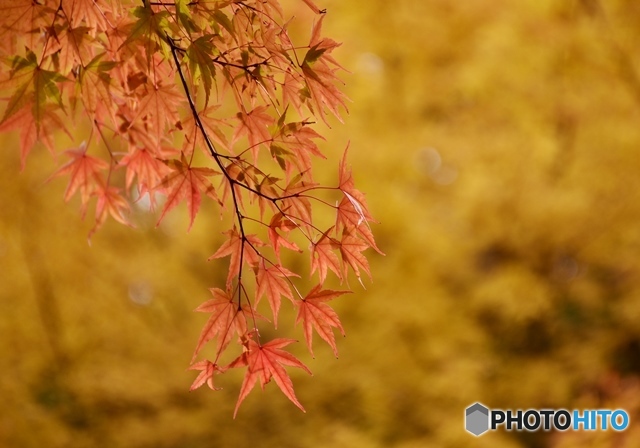 三景園の紅葉　８