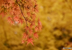 三景園の紅葉　８