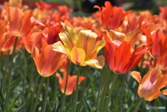 チューリップ　