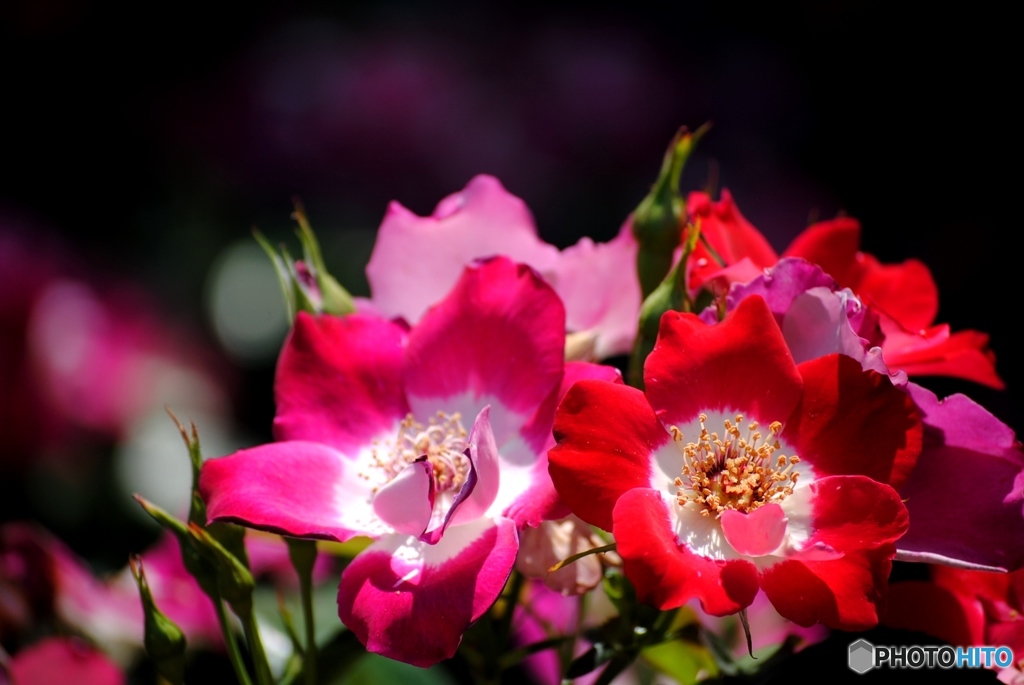 バラ・薔薇　１２