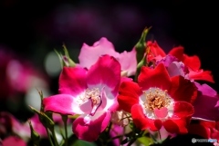 バラ・薔薇　１２