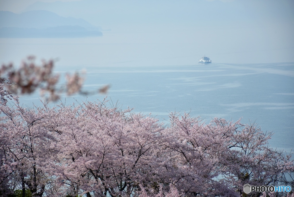 正福寺山公園の桜　３
