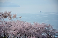 正福寺山公園の桜　３