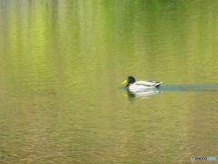 カモが泳ぐ池　２