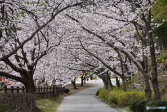 桜散歩道　２