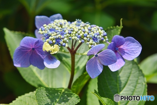 三景園の紫陽花　１６