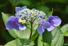 三景園の紫陽花　１６