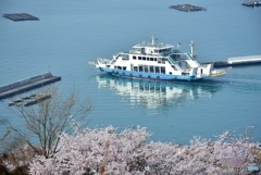 正福寺山公園の桜　２