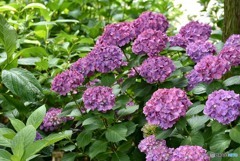 三景園の紫陽花　１３