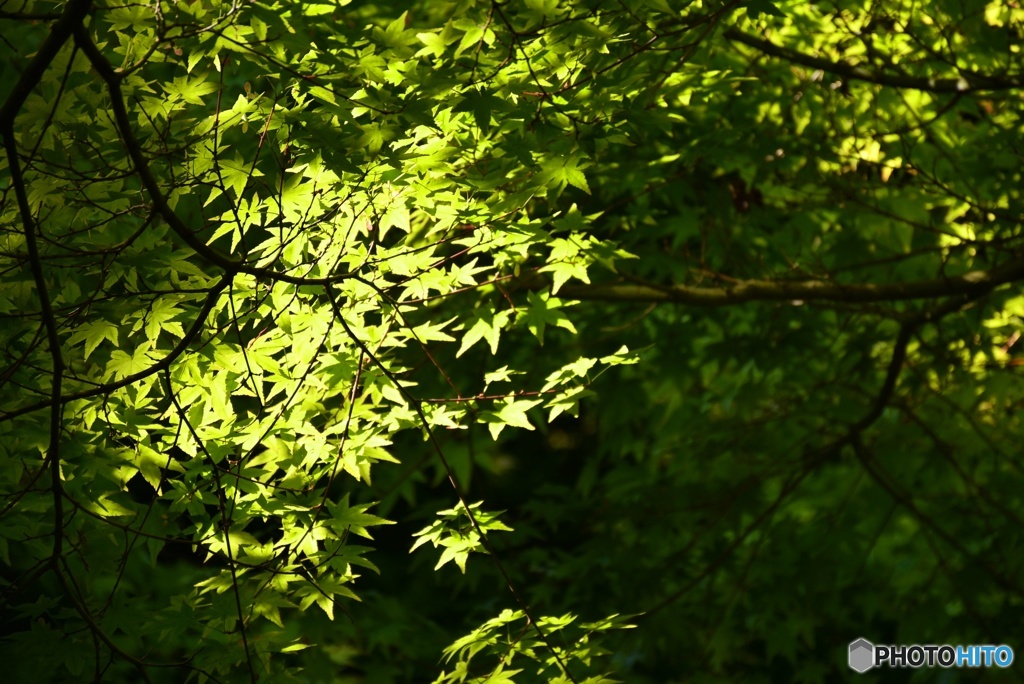 新緑　３