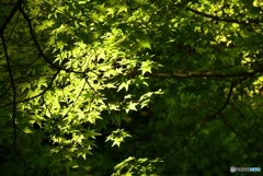 新緑　３