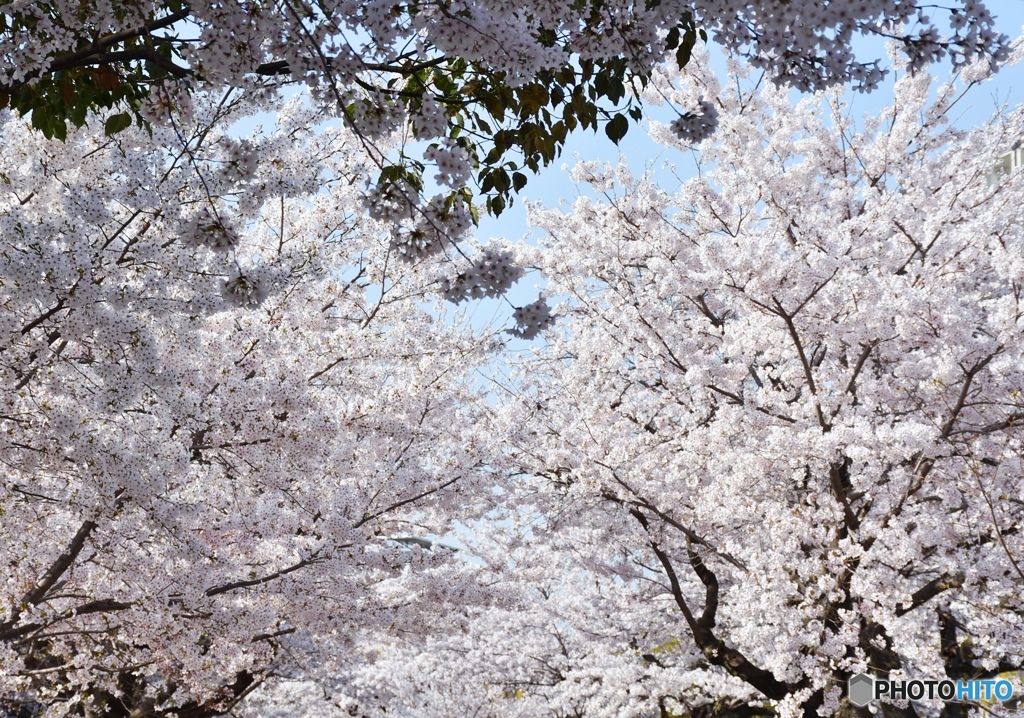 平和記念公園の桜