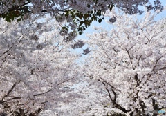 平和記念公園の桜