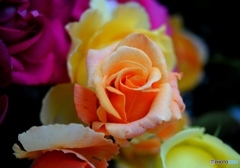 バラ・薔薇　９