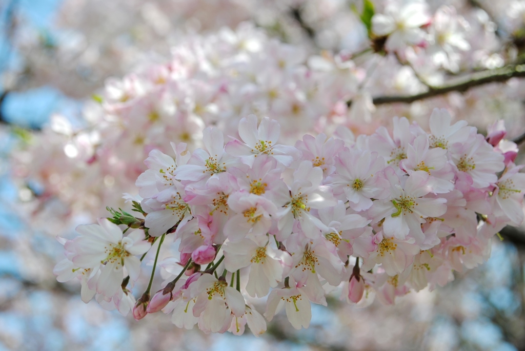 花のまわりみち　３