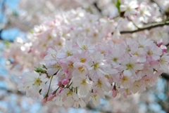 花のまわりみち　３