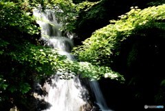 新緑の三景園　Ⅱ