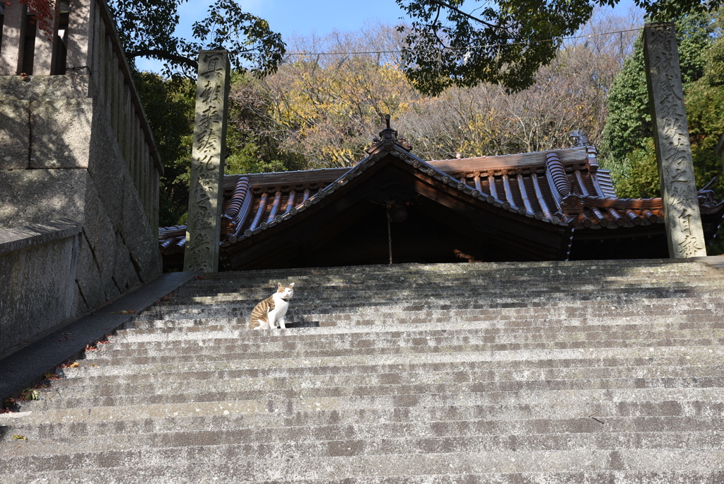 おのみちのニャンコ　６