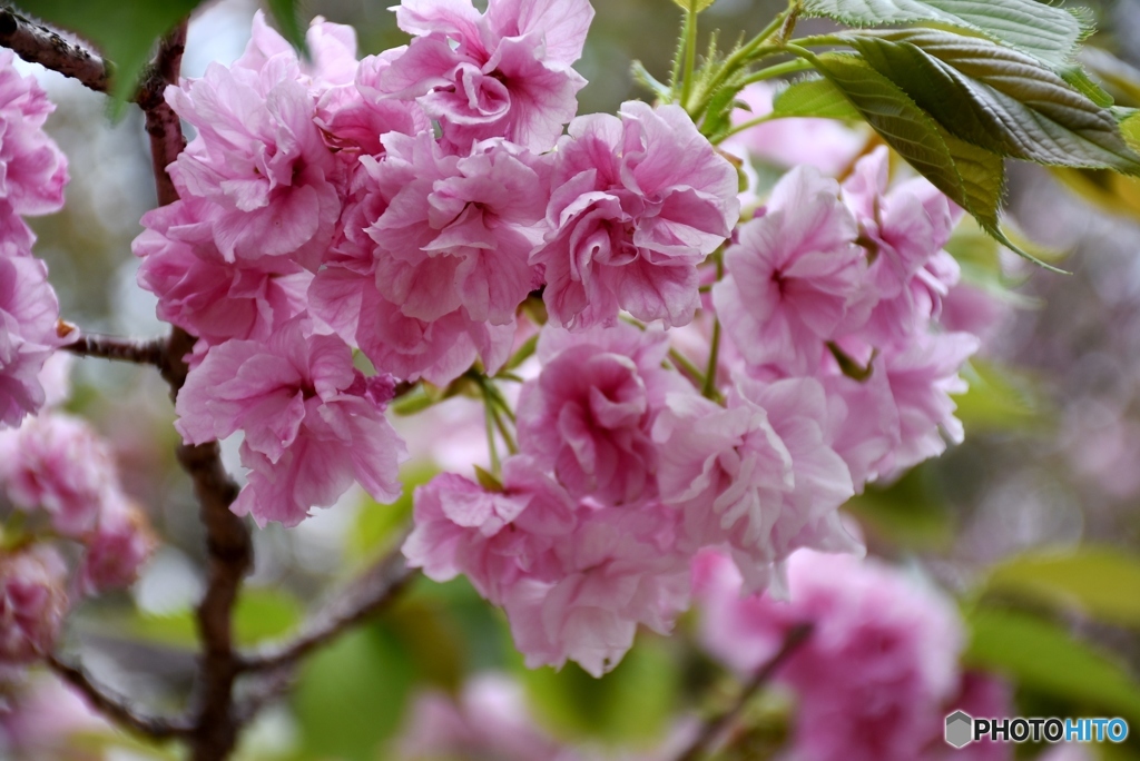 花のまわりみち　２