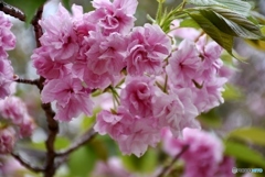 花のまわりみち　２