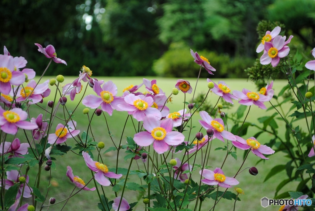 シュウメイギク