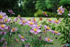 シュウメイギク