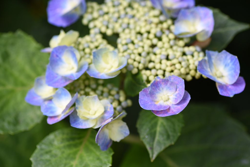 紫陽花　９