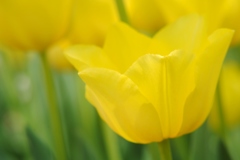 黄色いチューリップ　２