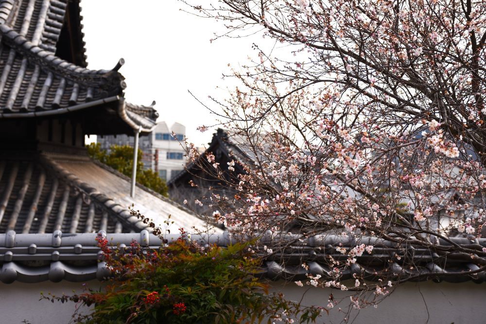 寒桜