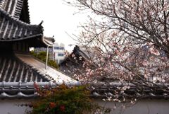 寒桜