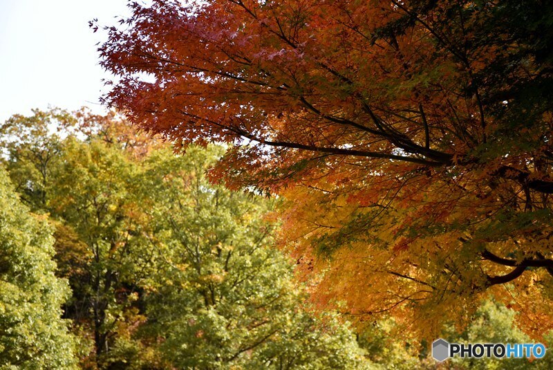 三景園の紅葉　２４