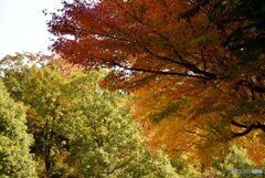 三景園の紅葉　２４