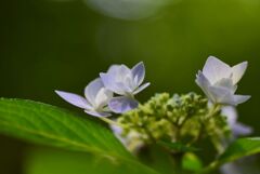 紫陽花　22