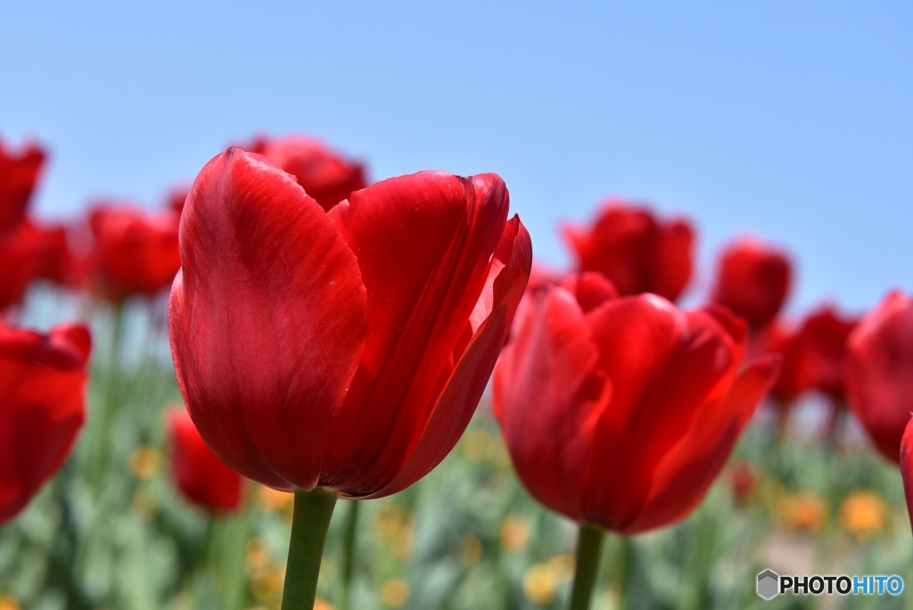 チューリップ　４